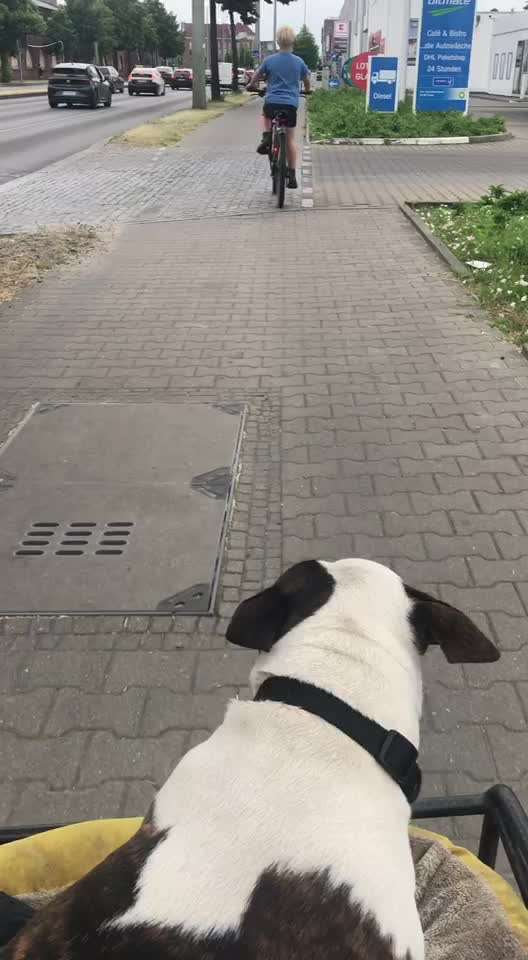 Miniatur Bull Terrier-Beitrag-Bild