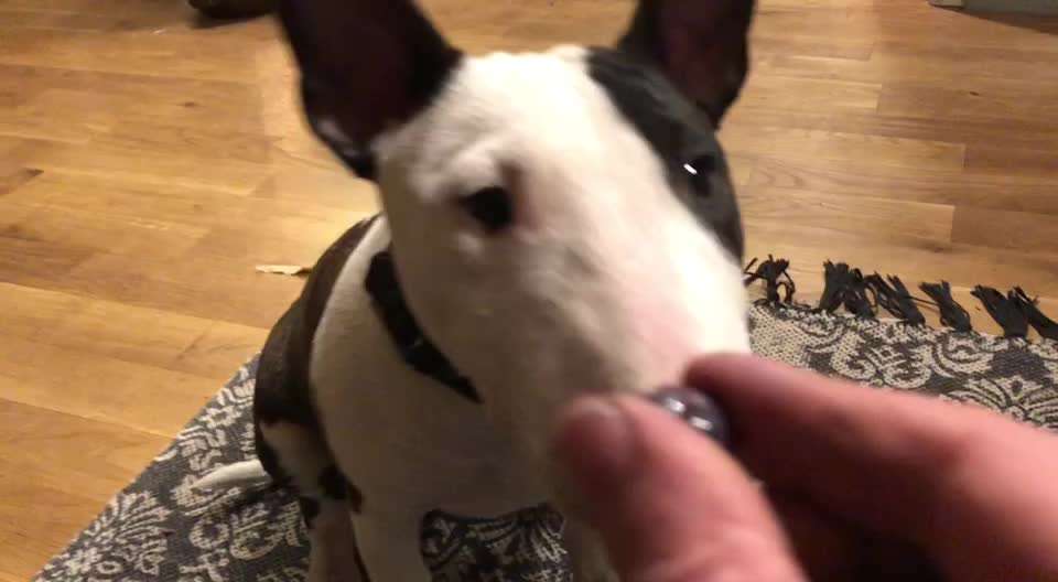 Miniatur Bull Terrier-Beitrag-Bild
