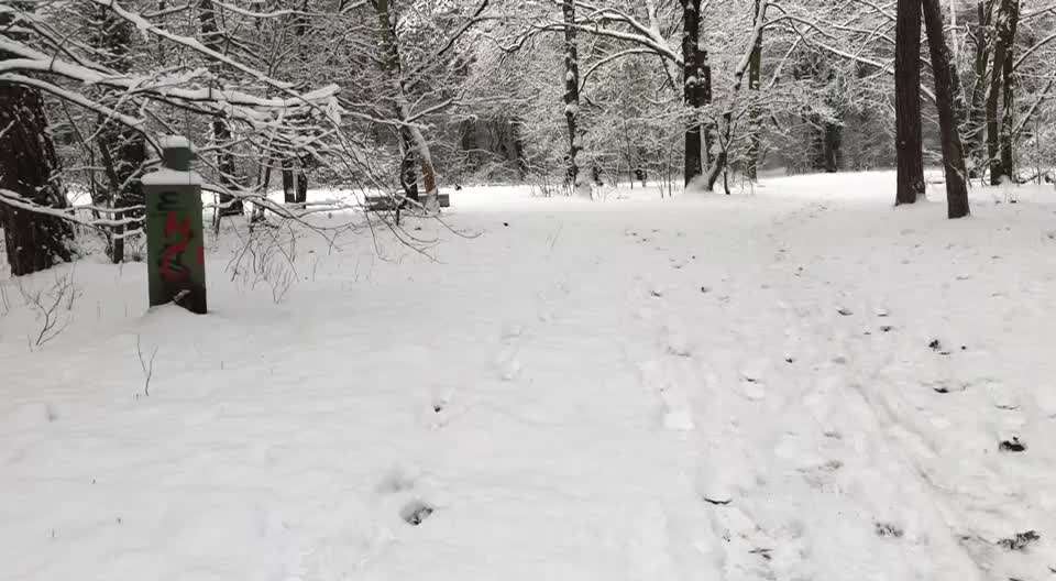 Miniatur Bull Terrier-Beitrag-Bild