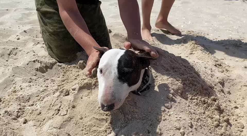 Miniatur Bull Terrier-Beitrag-Bild