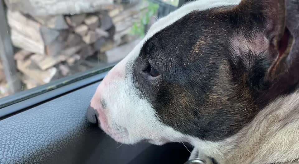 Miniatur Bull Terrier-Beitrag-Bild