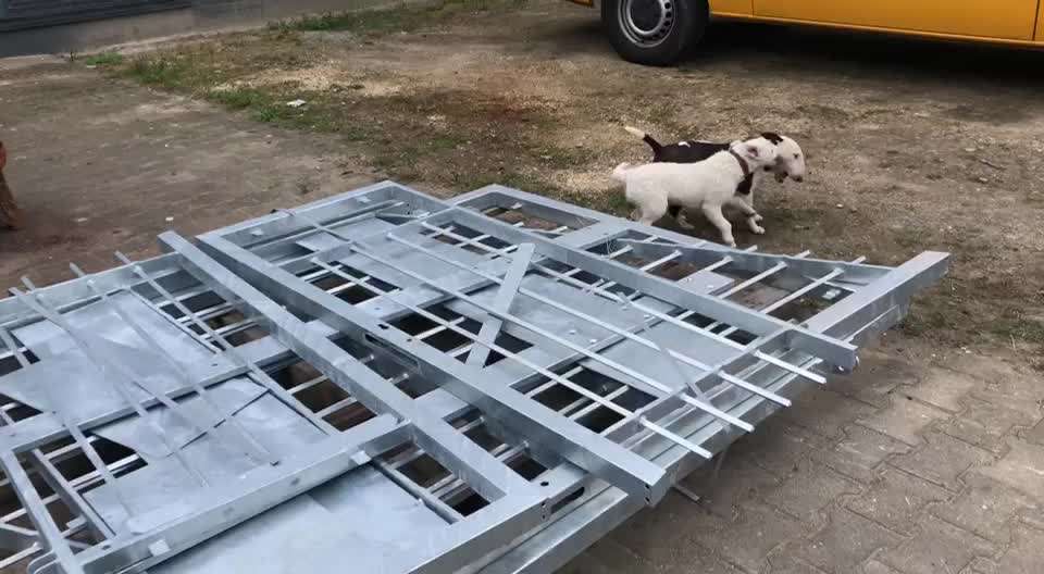 Miniatur Bull Terrier-Beitrag-Bild