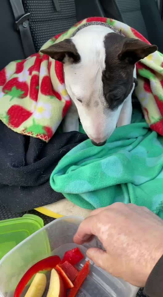 Miniatur Bull Terrier-Beitrag-Bild