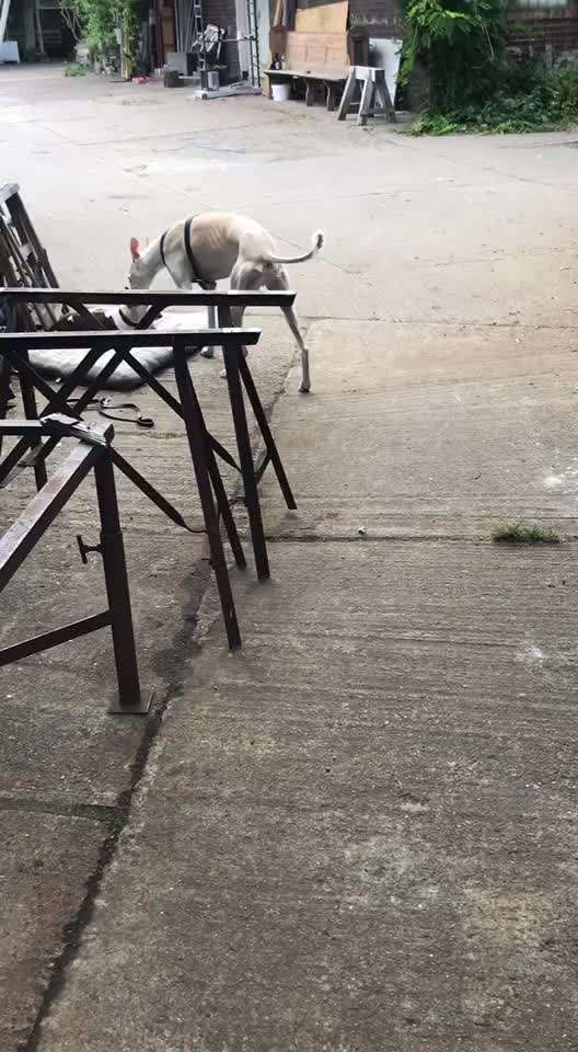 Miniatur Bull Terrier-Beitrag-Bild