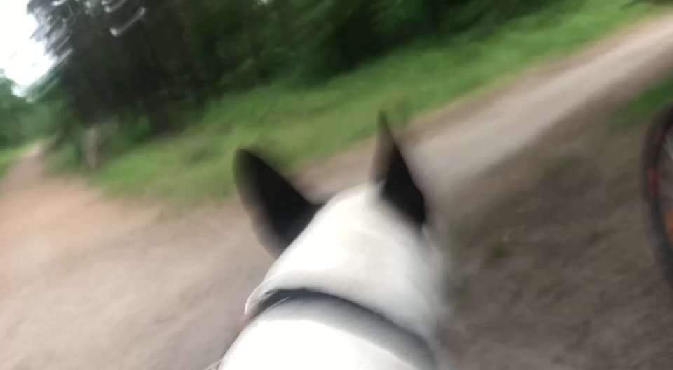 Miniatur Bull Terrier-Beitrag-Bild