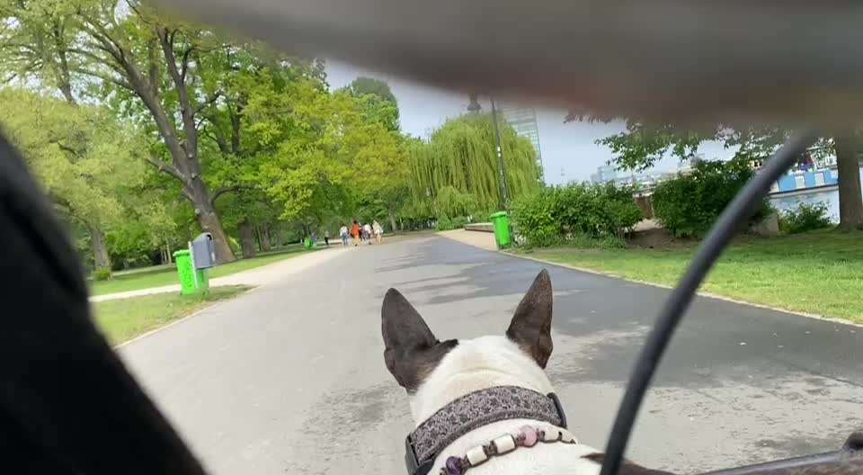 Miniatur Bull Terrier-Beitrag-Bild