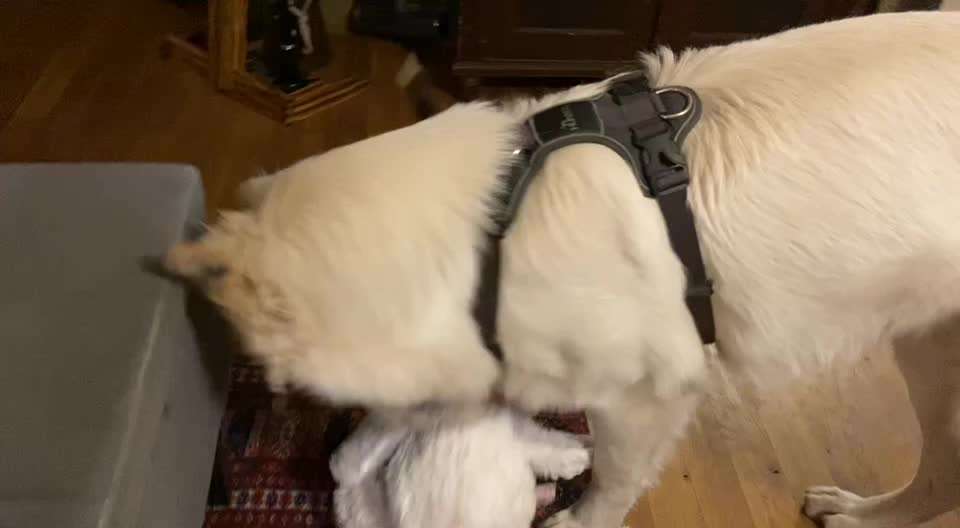 Miniatur Bull Terrier-Beitrag-Bild