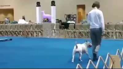 Miniatur Bull Terrier-Beitrag-Bild