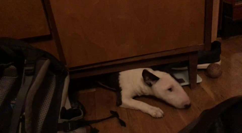 Miniatur Bull Terrier-Beitrag-Bild