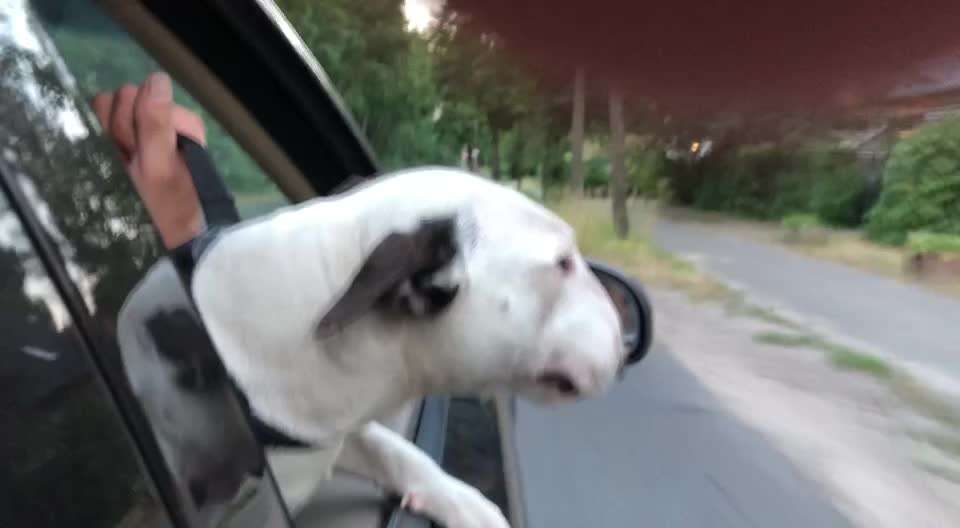 Miniatur Bull Terrier-Beitrag-Bild