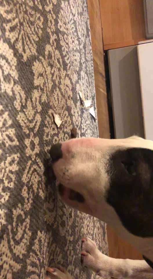 Miniatur Bull Terrier-Beitrag-Bild