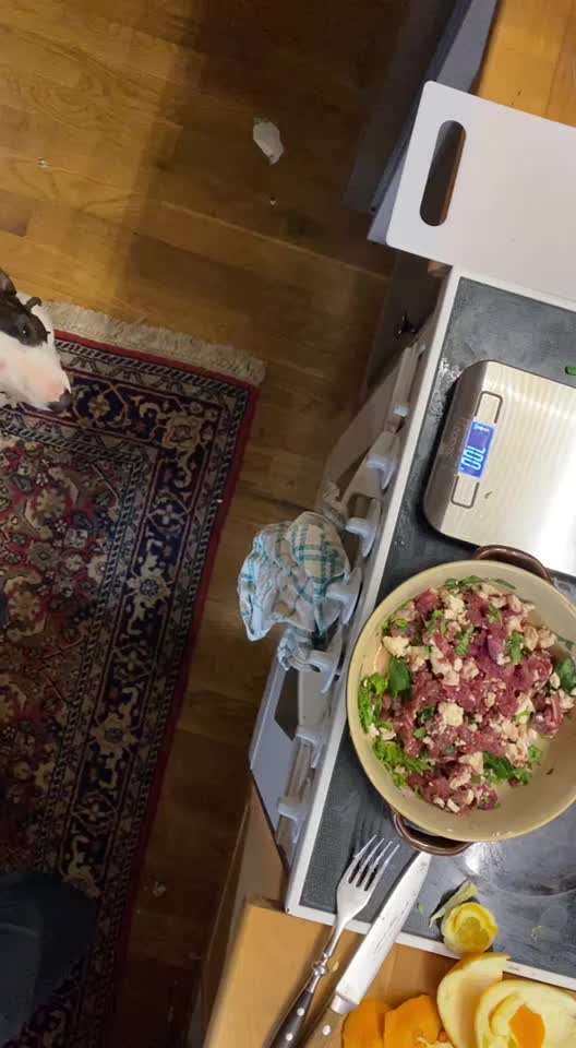 Miniatur Bull Terrier-Beitrag-Bild