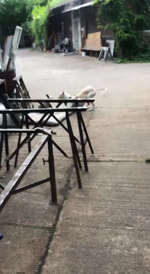 Miniatur Bull Terrier-Beitrag-Bild