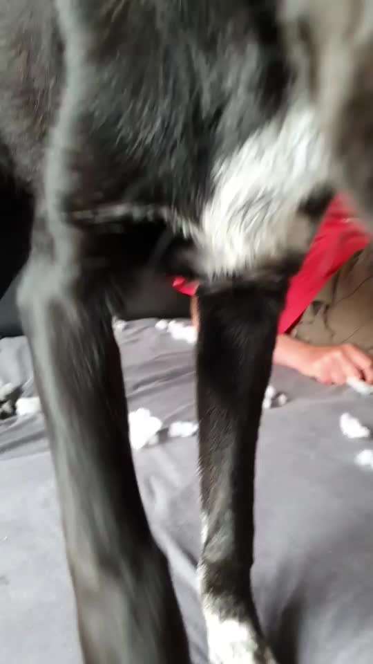 19. Video Challenge  "urkomische Hunde zum Brüllen lustig"-Beitrag-Bild