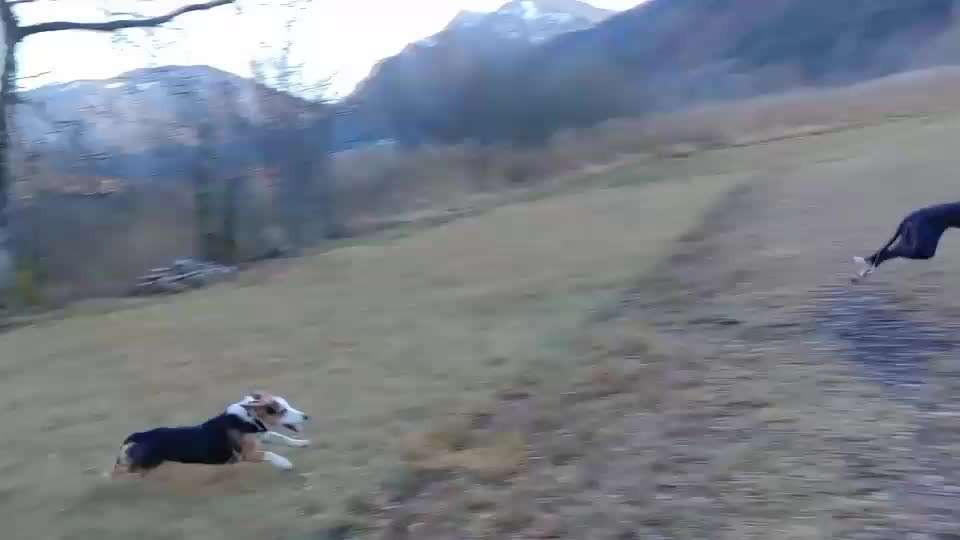 Bester Freund, Hundekumpel - zeigt her!-Beitrag-Bild