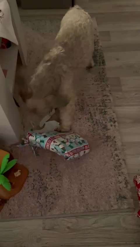 Zeigt hier Euer liebstes Video Eurer Hunde-Beitrag-Bild