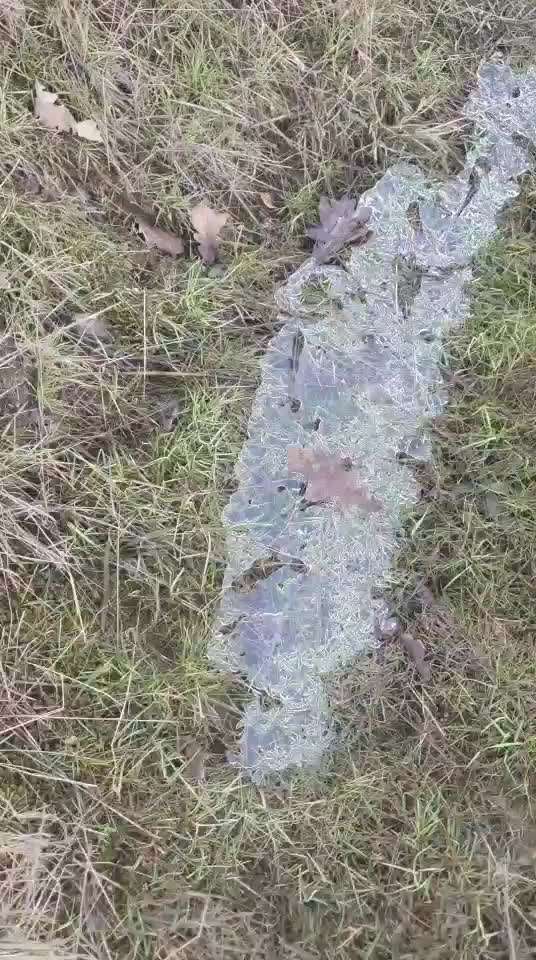 Rhodesian Ridgeback-Beitrag-Bild