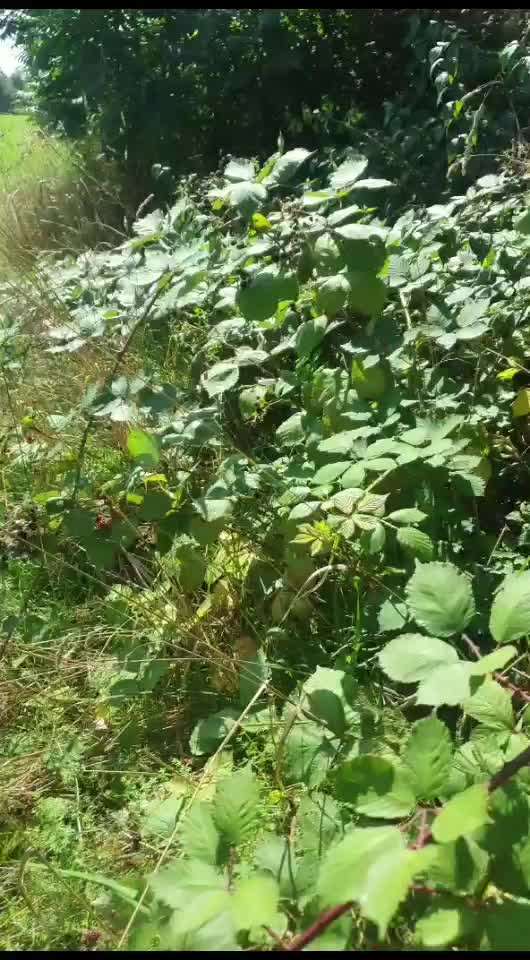 Rhodesian Ridgeback-Beitrag-Bild