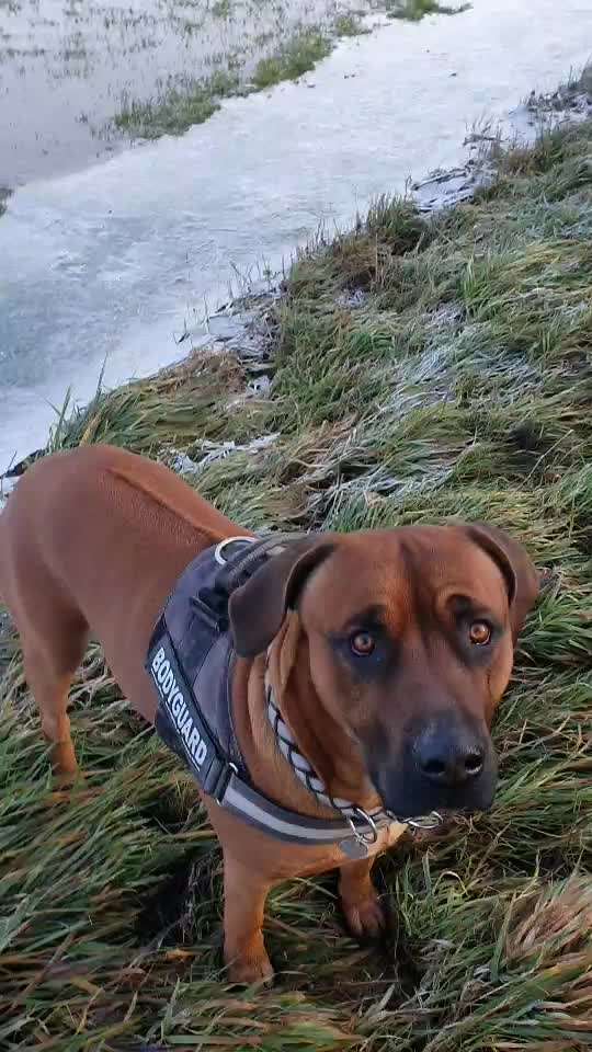 Rhodesian Ridgeback-Beitrag-Bild