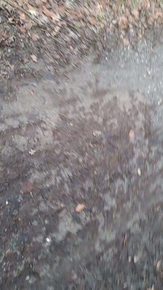 aktuelles Foto Gruppe Aussie x Berner / Australian Shepherd x Berner Sennenhund