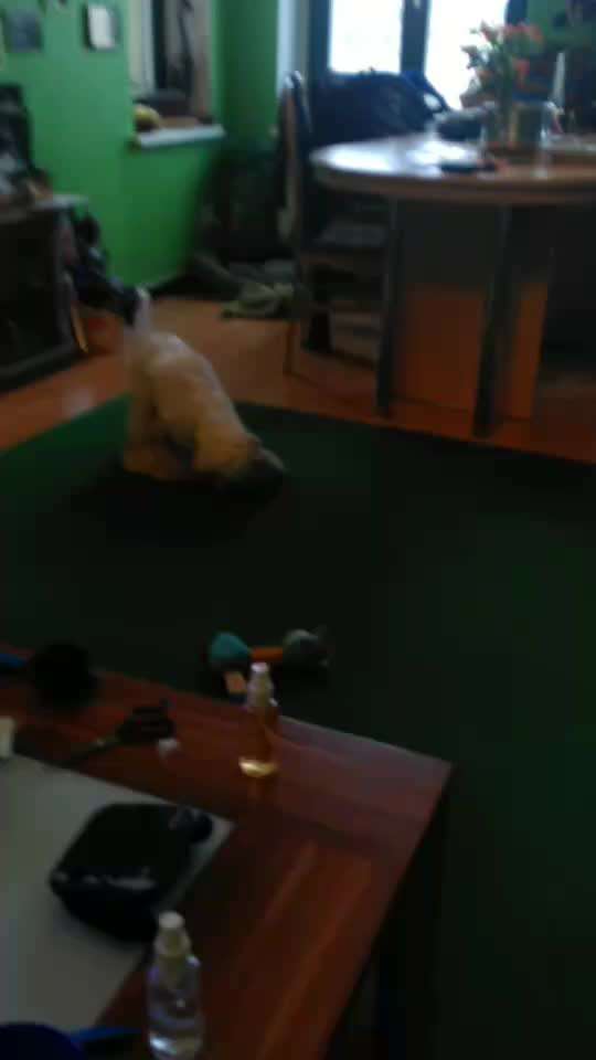 Zeigt her euer Lieblingsspielzeug-Beitrag-Bild