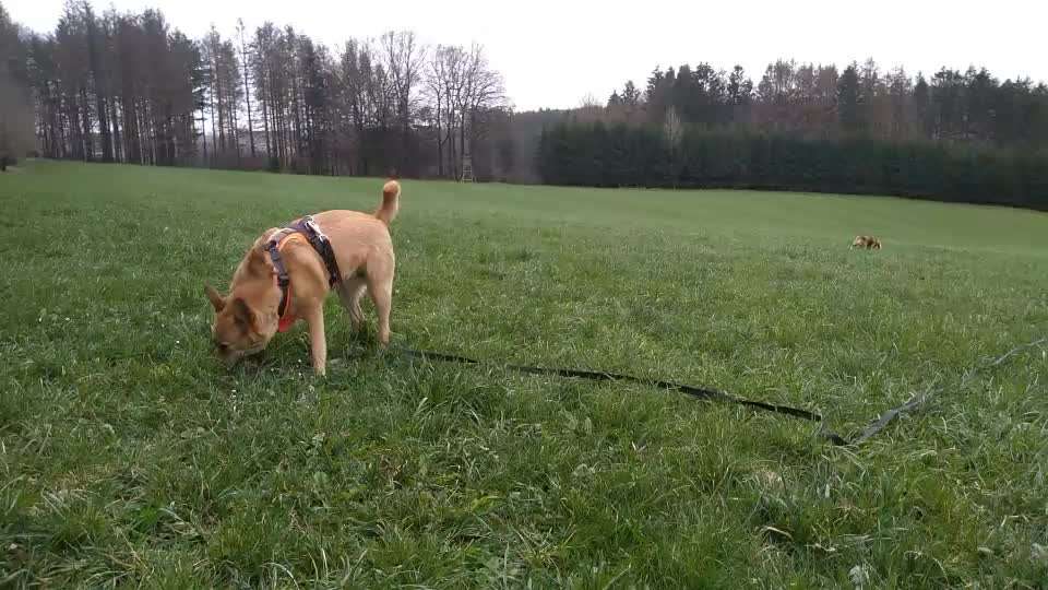 Spielen an der Leine-Beitrag-Bild