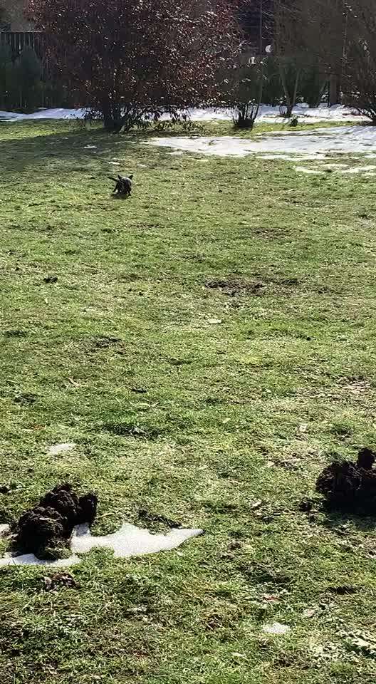 Zeigt hier Euer liebstes Video Eurer Hunde-Beitrag-Bild