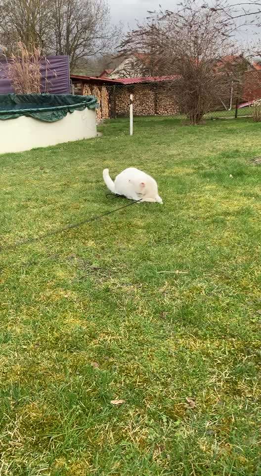 Zeigt hier Euer liebstes Video Eurer Hunde-Beitrag-Bild