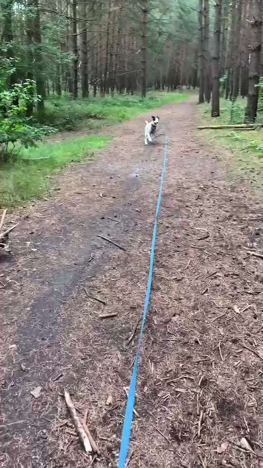 Wie baue ich das Dummy Training auf?-Beitrag-Bild