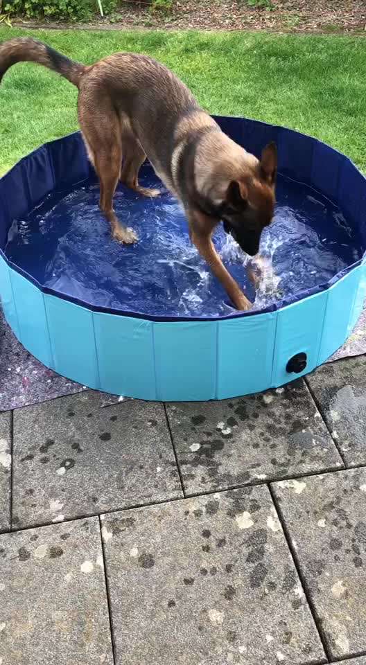 Erfahrungen mit Hundepool-Beitrag-Bild