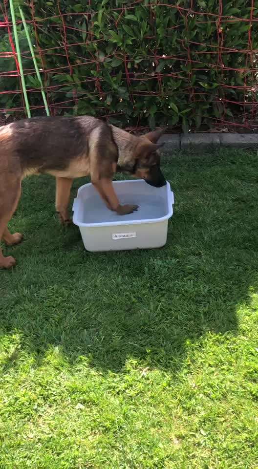 Erfahrungen mit Hundepool-Beitrag-Bild