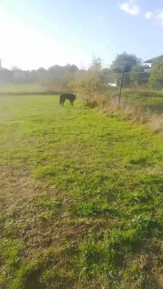 Fotosammlung: ,,Der natürliche Hund" Unbearbeitet, ungestellt und in Natura-Beitrag-Bild