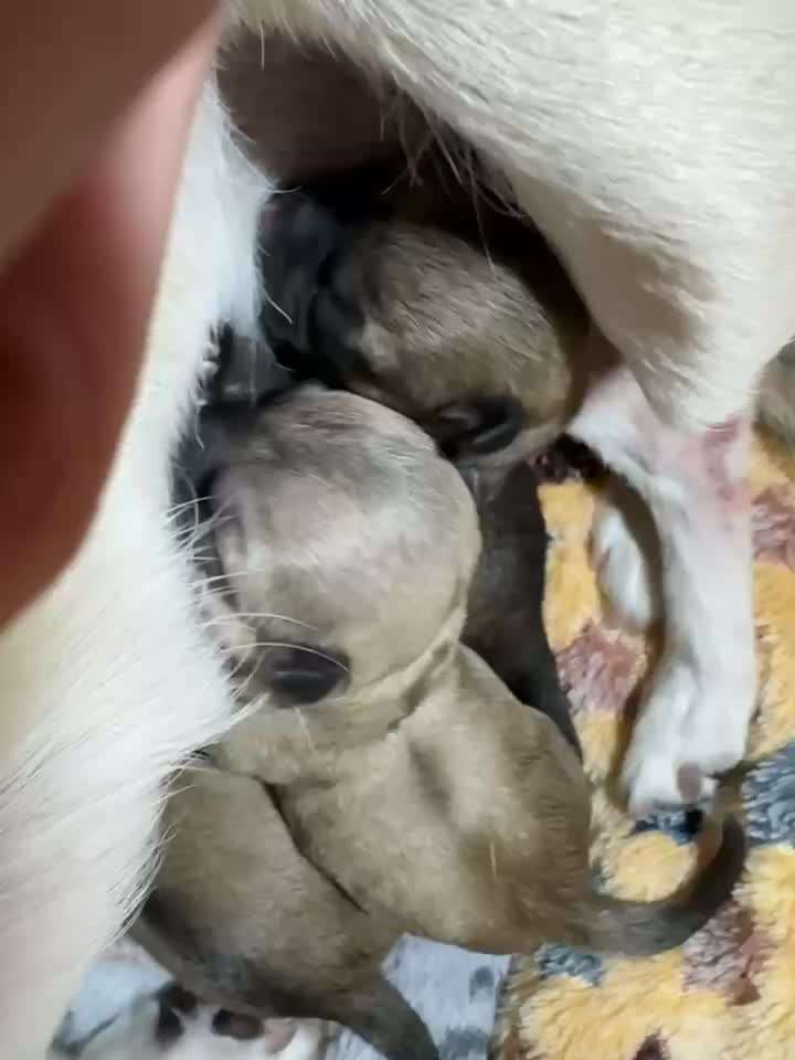 aktuelles Foto Gruppe Chihuahua