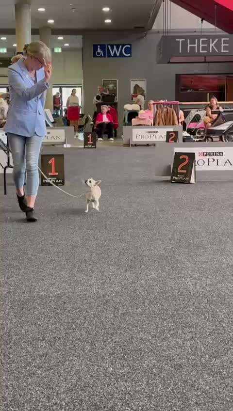 Die 21. Rostocker Rassehunde-Ausstellung: Eine Veranstaltung mit Vorbehalten?-Beitrag-Bild