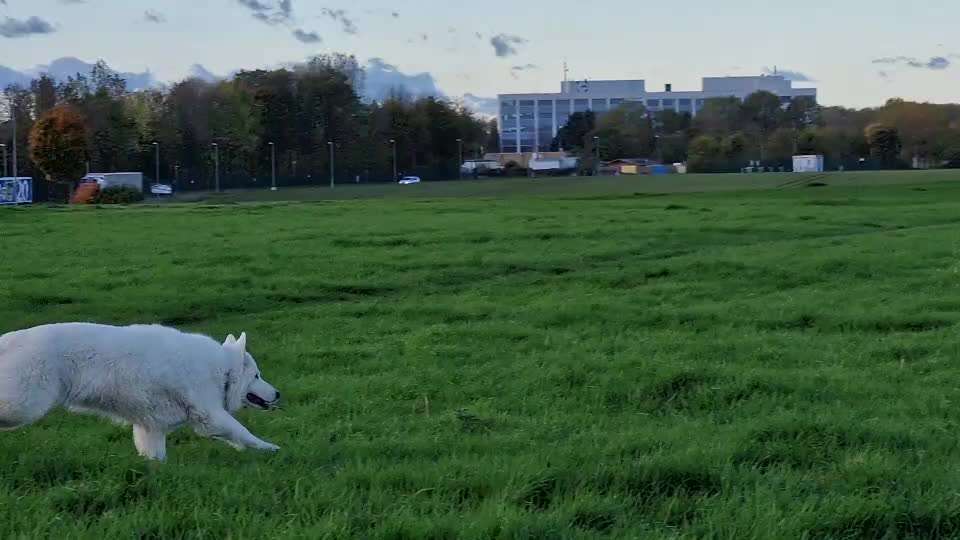 Handy Video Challenge Nr. 37 - "Dein Hund auf der Wiese"-Beitrag-Bild