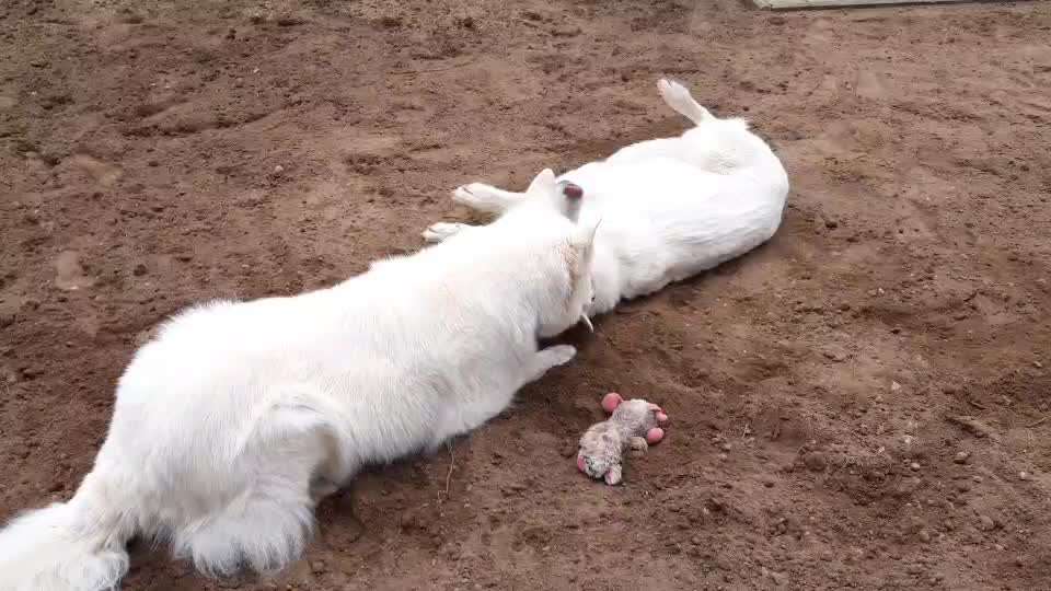 55. Video Challange: lustiges Video/Lieblingsvideo-Beitrag-Bild