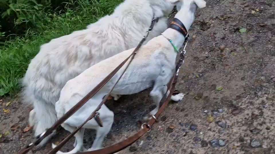 51. Video challenge - Dein Hund beim Spaziergang-Beitrag-Bild