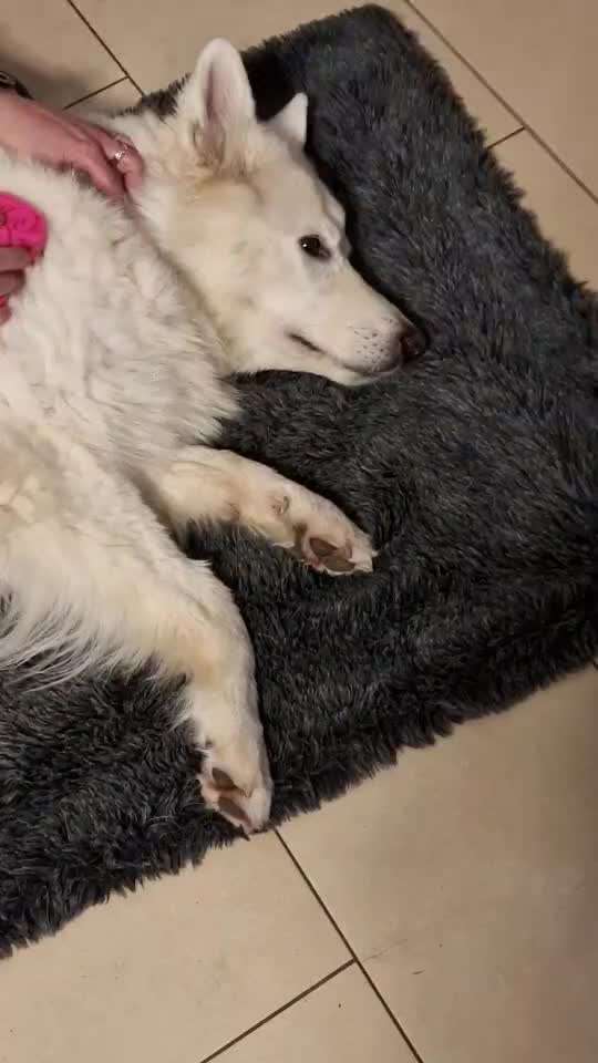 Video-Challenge Nr. 10
Der umsorgte Hund-Beitrag-Bild