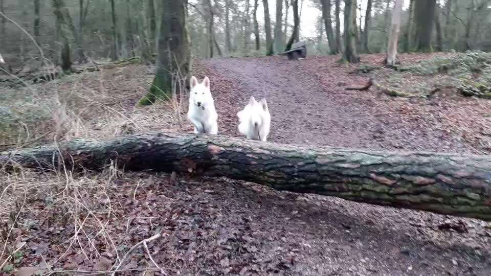 Handy Video Challenge Nr. 38 - Drüber springen-Beitrag-Bild