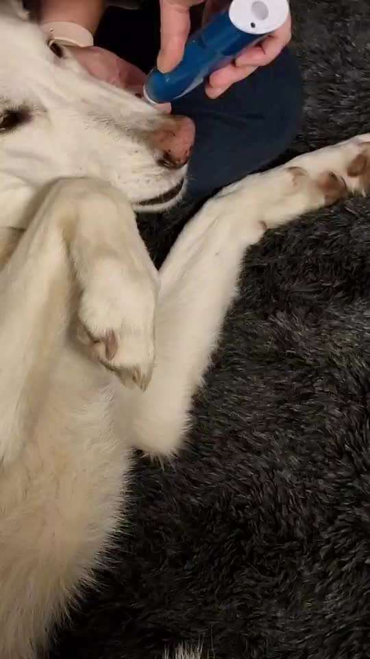 Video-Challenge Nr. 10
Der umsorgte Hund-Beitrag-Bild