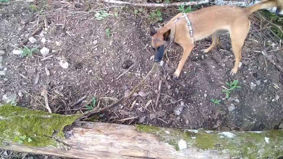 Alles rund um den Schäferhund, diskutieren erwünscht.-Beitrag-Bild