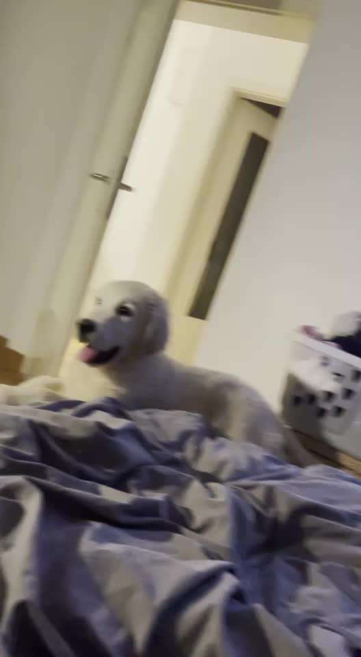 Golden Retriever-Beitrag-Bild