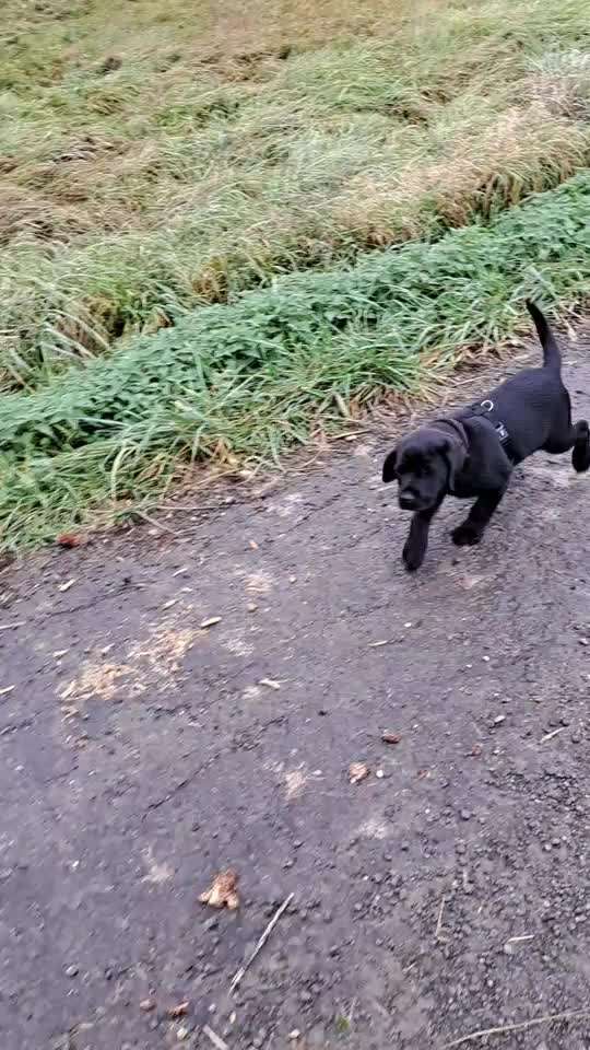 Mit oder ohne Leine?-Beitrag-Bild