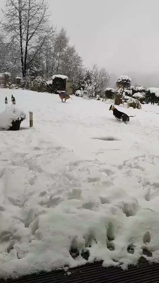 Windhunde - Treffen der besonderen Schönheiten
HERZLICH WILLKOMMEN-Beitrag-Bild