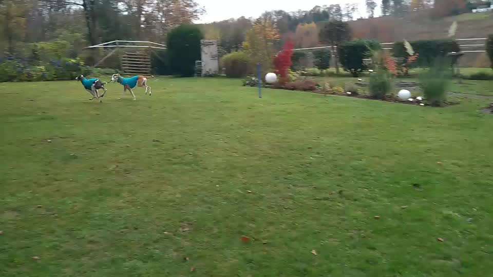 Windhunde - Treffen der besonderen Schönheiten
HERZLICH WILLKOMMEN-Beitrag-Bild