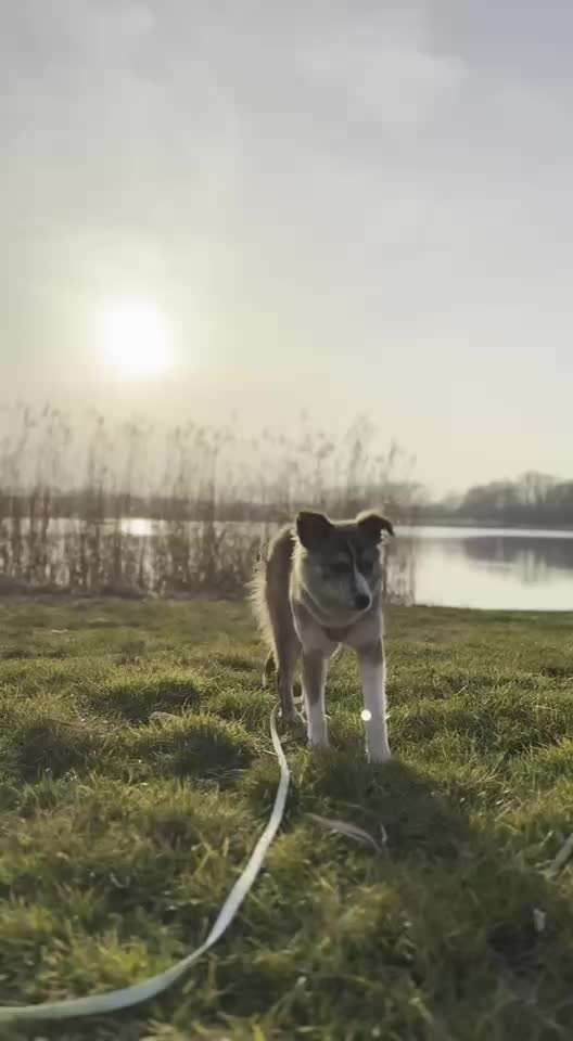 Tierschutzhunde suchen ein Zuhause-Beitrag-Bild