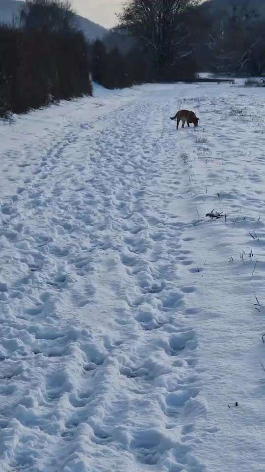 Freddys Kummerkasten-Beitrag-Bild