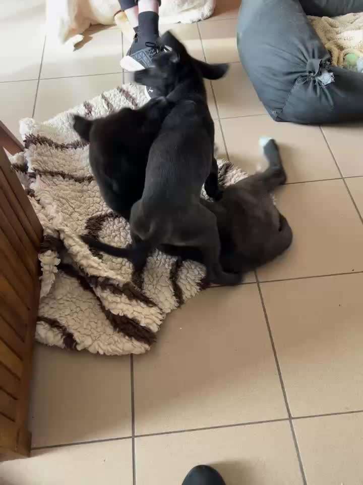 Tierschutzhunde suchen ein Zuhause-Beitrag-Bild