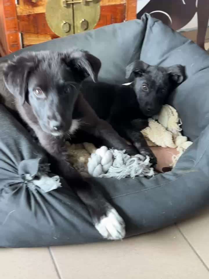 Tierschutzhunde suchen ein Zuhause-Beitrag-Bild