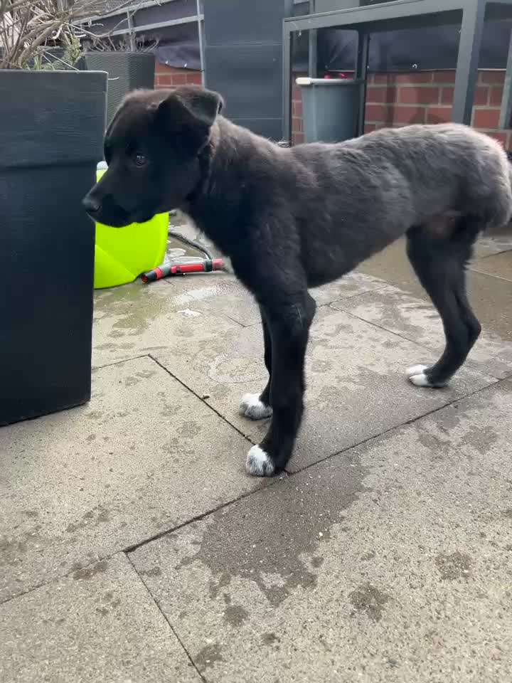 Tierschutzhunde suchen ein Zuhause-Beitrag-Bild